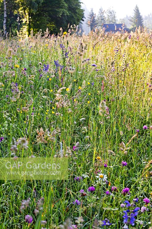 Wild flower meadow with Trifolium repens, Salvia pratensis - Meadow Clary, Knautia arvensis - Field Scabious, Tragopogon pratensis - Goat's-beard and grasses