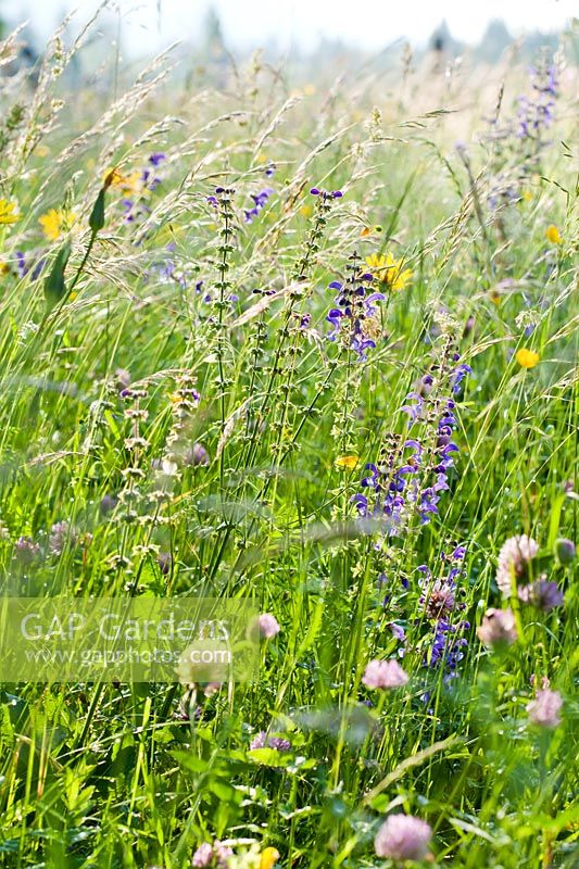 Wild flower meadow of Salvia pratensis - Meadow Clary, Tragopogon pratensis and grasses