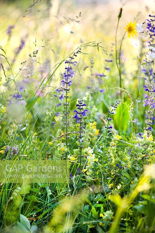 Wildflower meadow of Salvia pratensis - Meadow Clary, Bromus erectus, Dactylis glomerata and Rhinanthus glacialis - Yellow Rattle