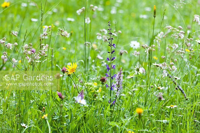 Wildflower meadow of Salvia pratensis - Meadow Clary, Tragopogon pratensis - Goat's beard, Silene vulgaris - Bladder Campion and an Orchid