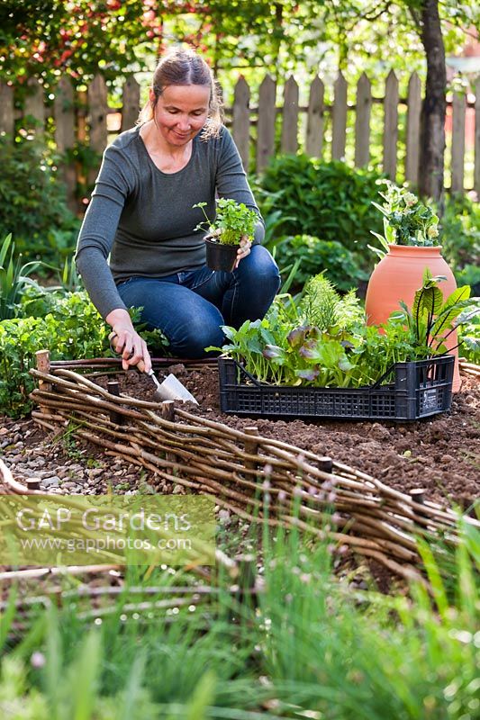 Planting Parsley in vegetable beds