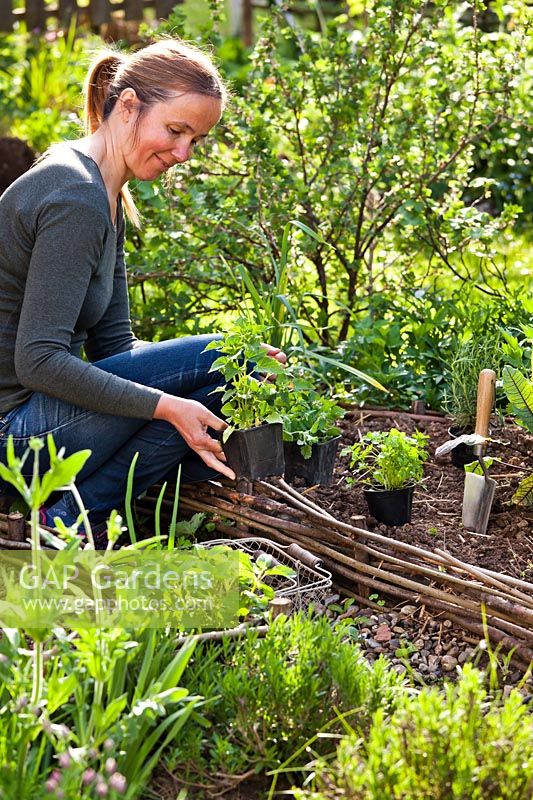Woman planting herbs  - Planning spacing