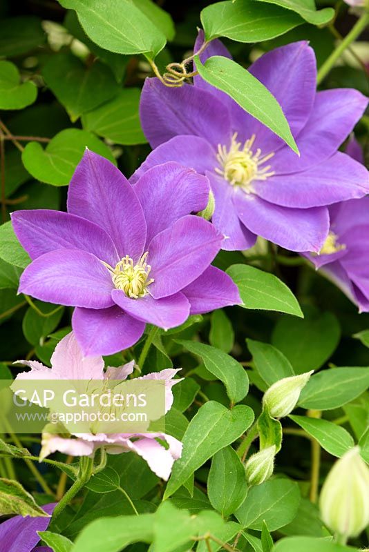 Clematis 'Diana's Delight' - RHS Chelsea Flower Show, 2018