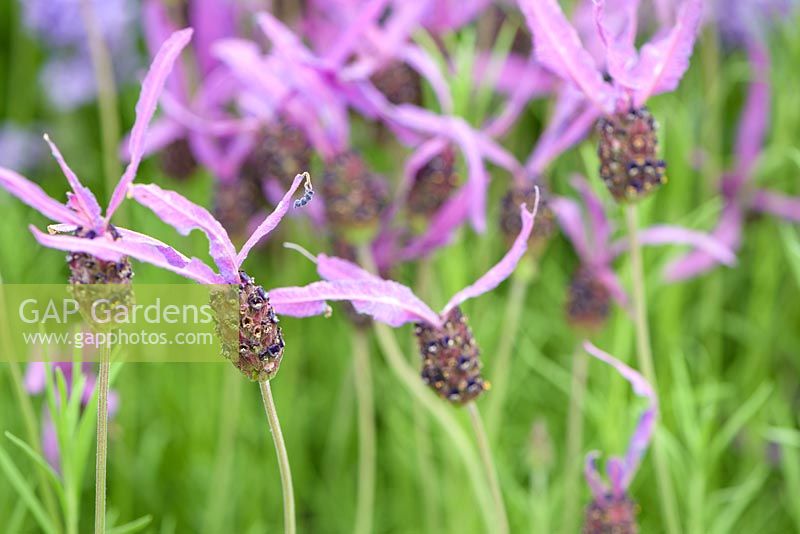 Lavandula pedunculata subsp. pedunculata - French Lavender - Synonyms Lavandula stoechas 'Butterfly', Lavandula stoechas 'Papillon' - RHS Chelsea Flower Show 2018
