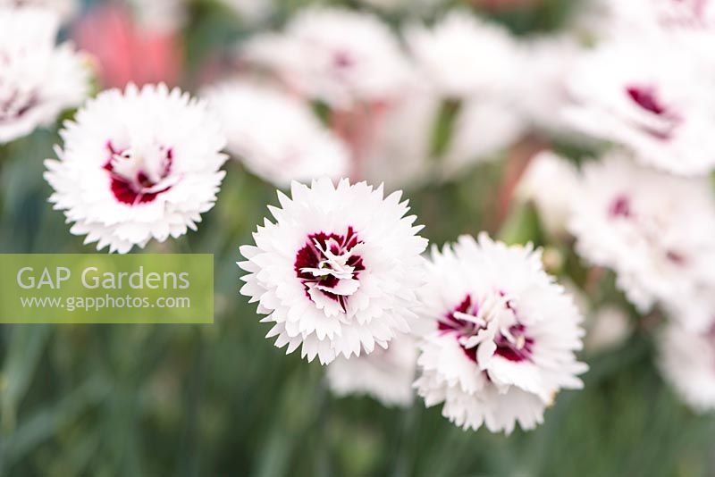 Dianthus alpinus 'Silver Star' - Pink 