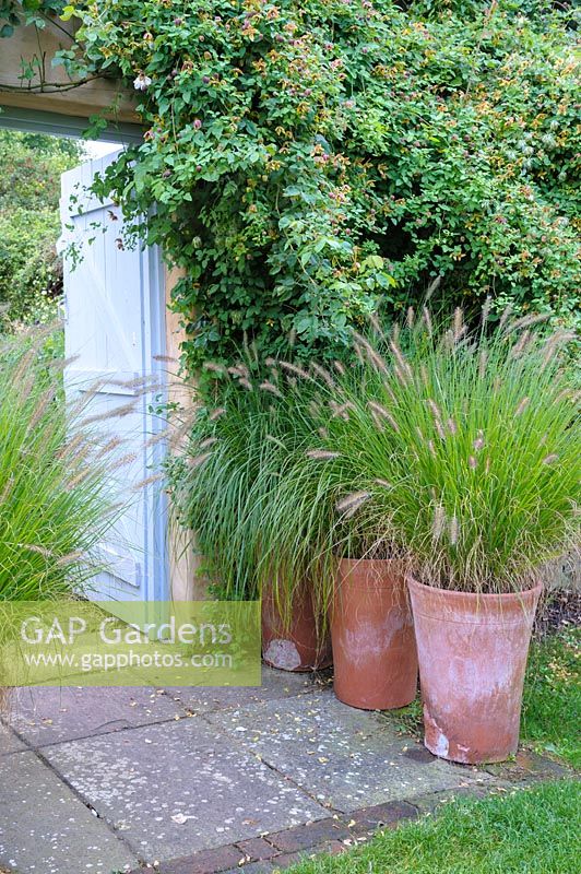 Pots of Pennisetum 'Cassian's Choice' in the walled garden entrance with Clematis 'Vince Denny' above