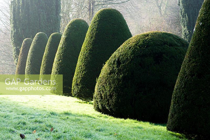 Clipped Taxus in the Canal Garden, Mapperton, Dorset. 