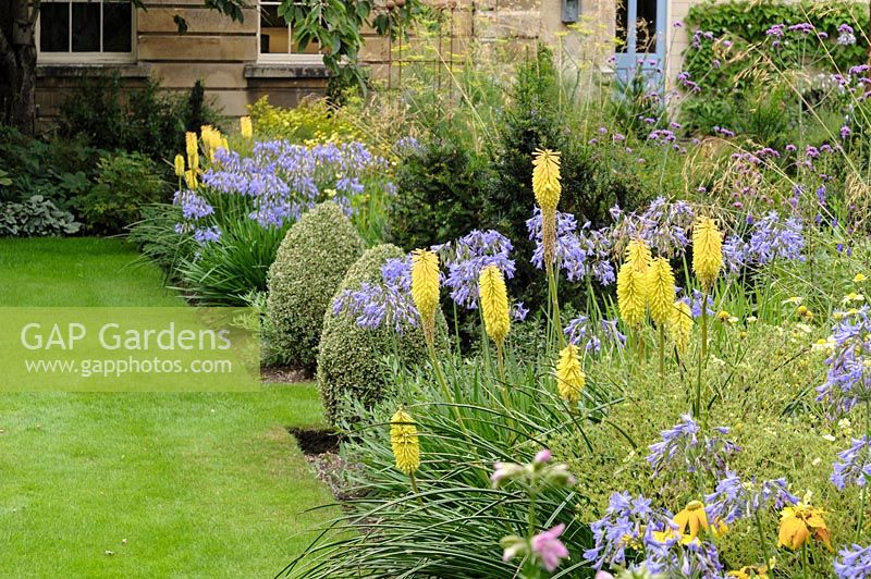 View along colour themed perennial borders with Kniphofia and Agapanthus. 