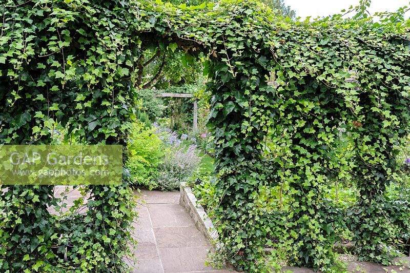 An ivy clad trellis forms a divide between different areas of the garden.