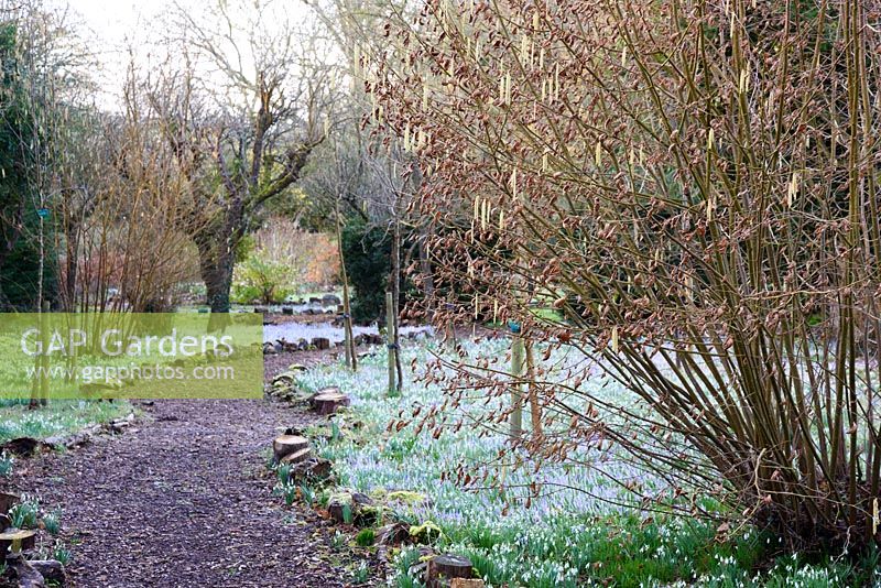 A path through winter borders of naturalised Crocus tommasinianus at The Down House, Hampshire. 