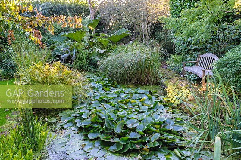 Garden pond with water lilies and mixed green foliage of grasses and ferns - Shropshire, UK