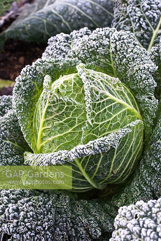 Frosted Savoy Cabbage 'Winterfurst 2'