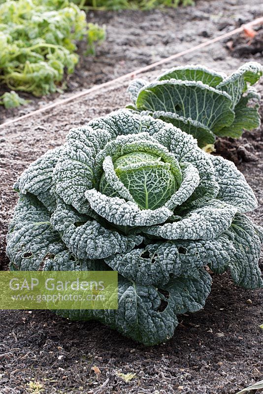 Frosted Savoy Cabbage 'Winterfurst 2'