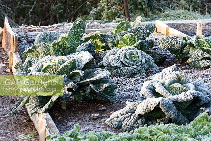 Raised bed with Savoy Cabbage 'Winterfurst 2'