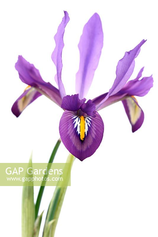 Iris  'Scent Sational'  Reticulata 