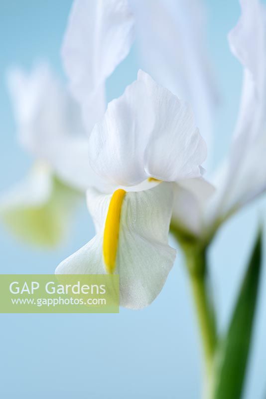 Iris  'White Caucasus'  Reticulata 