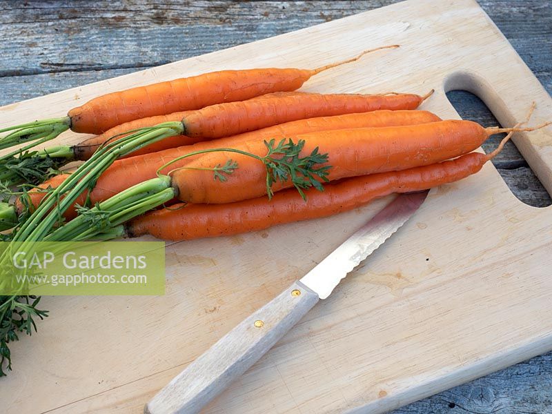 Removing foliage from washed harvested carrots