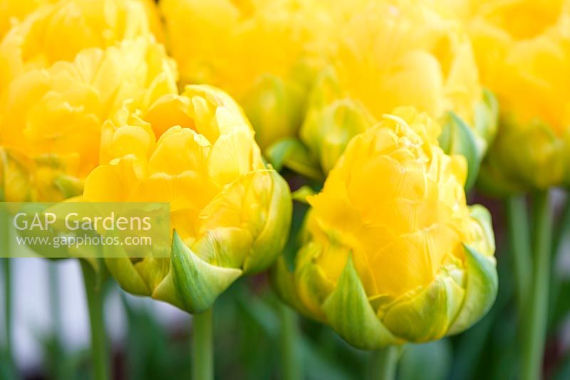 Tulipa 'Yellow Icecream' - New for 2018 - Pheasant Acre Plants -  RHS Malvern Flower Show 2018 Spring Festival