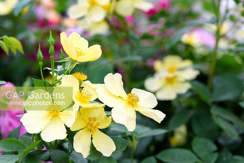 Rosa 'Tottering-By-Gently' Austin Roses- RHS Chelsea Flower Show 2018 - New Variety 2018