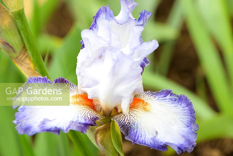 Iris cayeux 'Chic Famille' - New for 2018 - RHS Chelsea Flower Show 2018