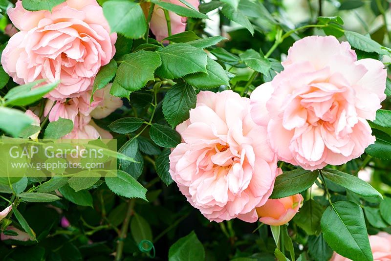 Rosa 'Fragrant Celebration' - RHS Chelsea Flower Show, 2018 -New Variety 2018 - Peter Beales Roses