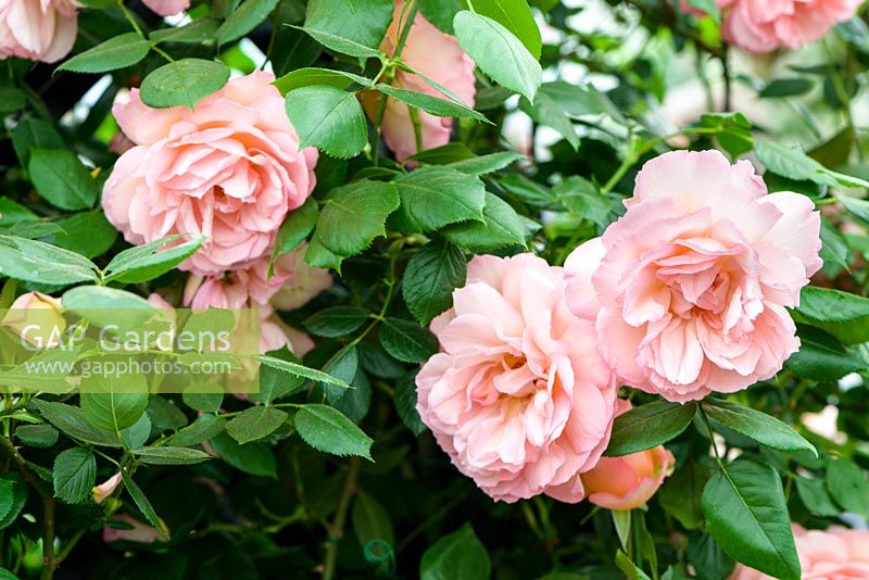 Rosa 'Fragrant Celebration' - RHS Chelsea Flower Show 2018 - New Variety 2018 - Peter Beales Roses