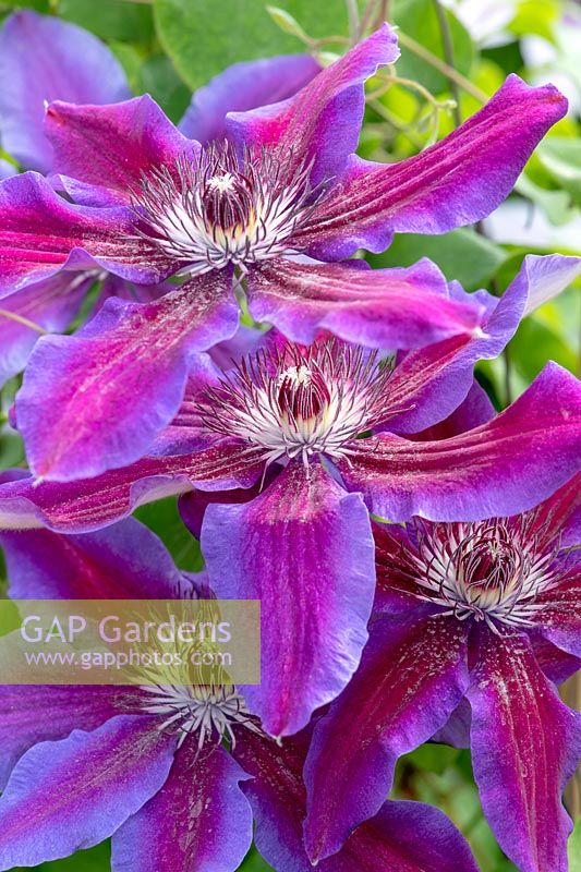 Clematis 'Fireworks' - Early Large-Flowered. Oxfordshire, England, UK.