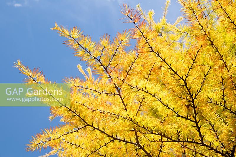 Pseudolarix amabilis - Chinese Golden Larch tree foliage 