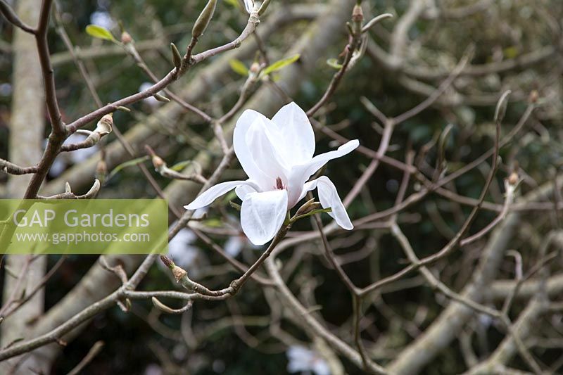 Magnolia 'Albatross' 