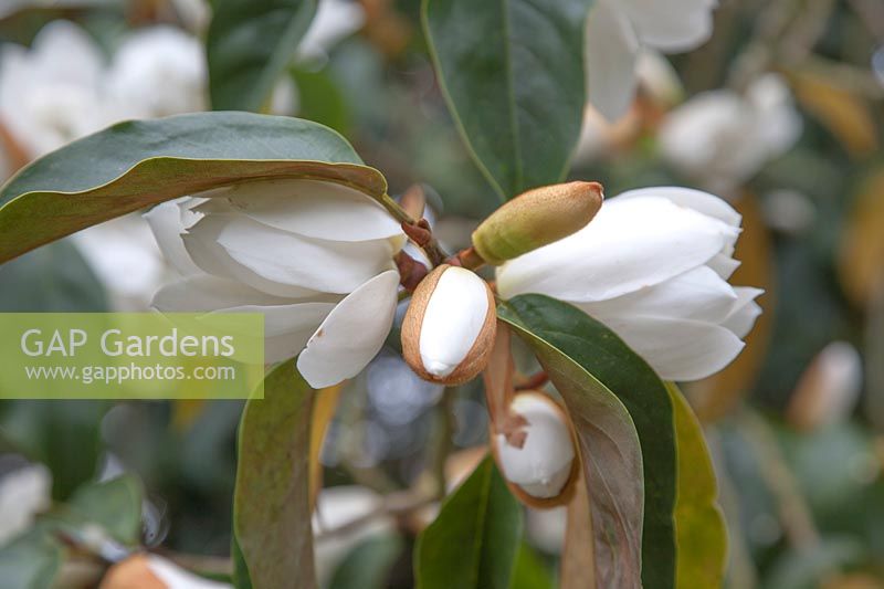 Magnolia doltsopa syn. Michelia doltsopa - Michelia yunnanensis - Magnolia dianica