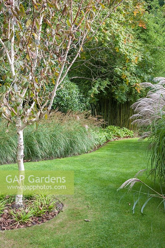 Betula 'Silver Shadow', underplanted with Miscanthus 'Starlight' - Knoll Gardens, UK
