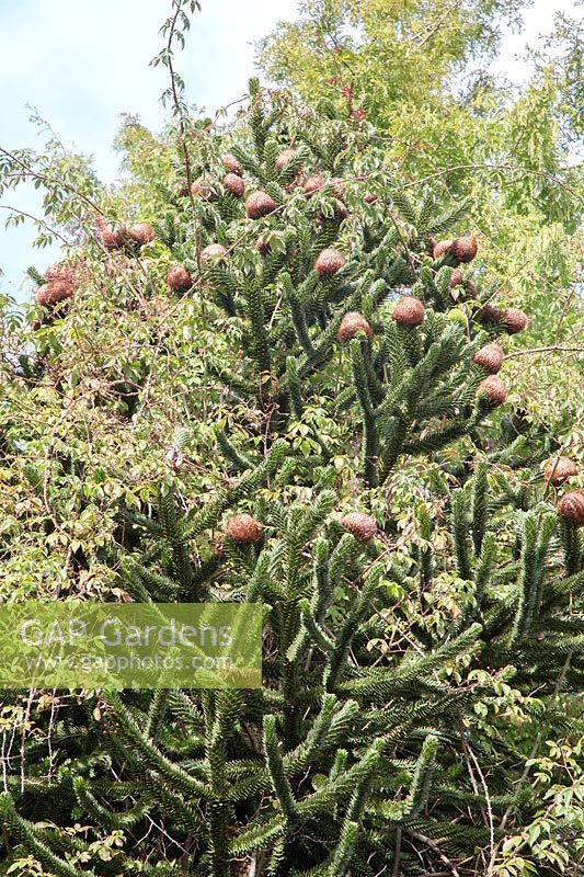 Araucaria araucana - Monkey Puzzle Tree
