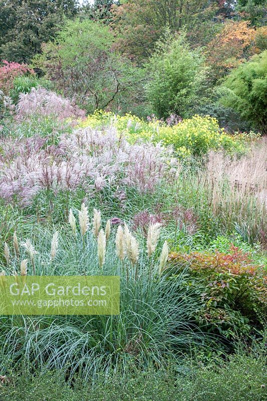 Mixed grasses and perennials - Knoll Gardens, UK