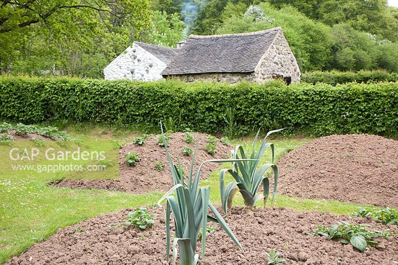 Raised beds set in grass with potatoes and leeks