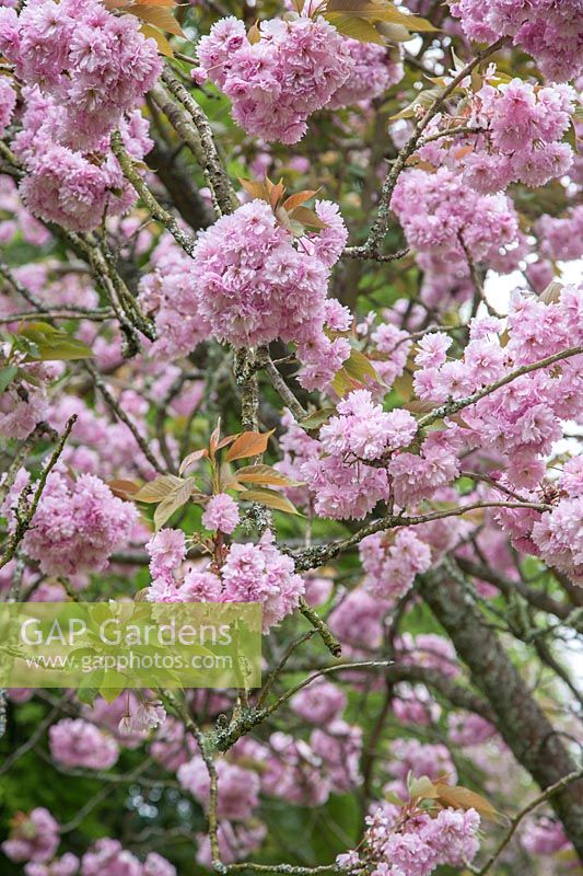 Flowering Cherry syn. Prunus kanzan