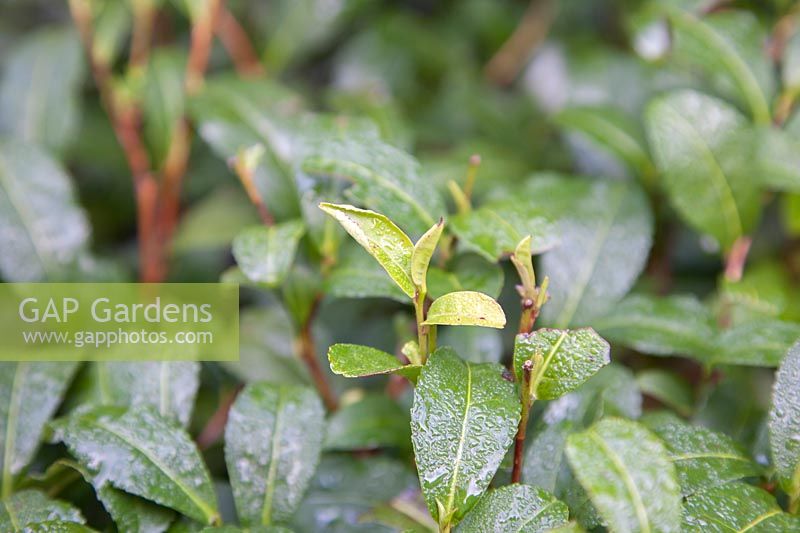 Small-leaved Camellia sinensis 