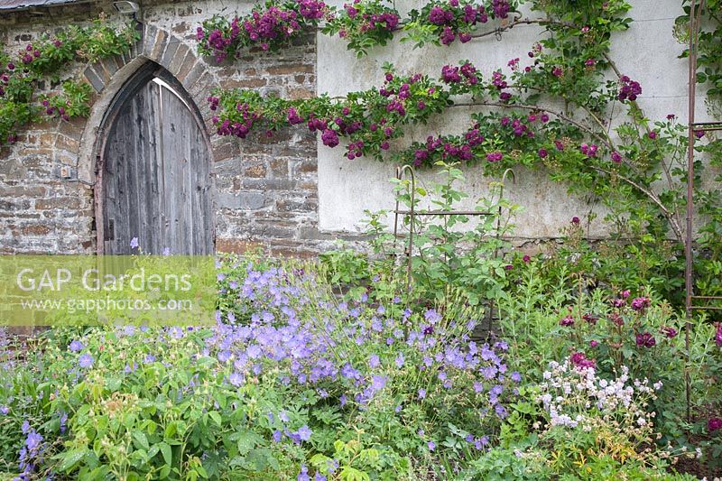 Rambling Rosa 'Bleu Magenta' growing both sides of arched, wooden door out of Rose Garden at Llanllyr, UK  