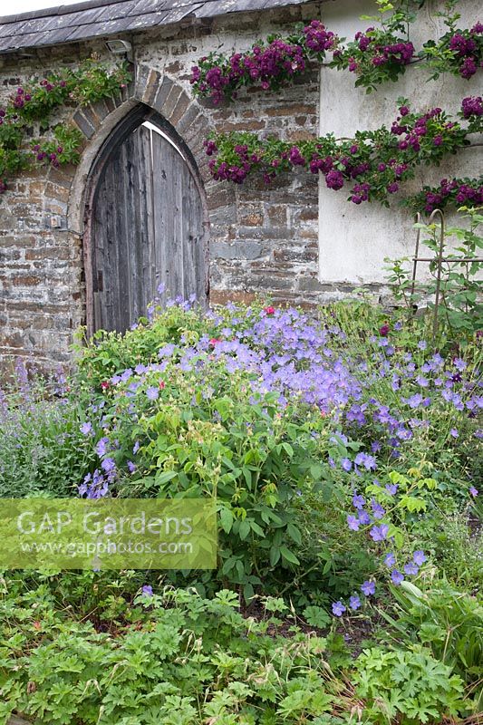 Rambling Rosa 'Bleu Magenta' growing both sides of arched, wooden door of Rose Garden, Llanllyr, UK