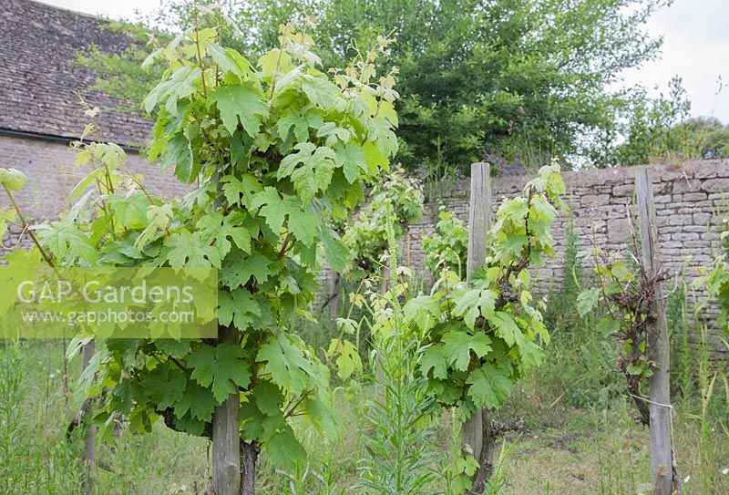 Small vineyard, planted with Vitis 'Madeleine Angevine', in reconstructed Medieval Garden The Prebendal Manor