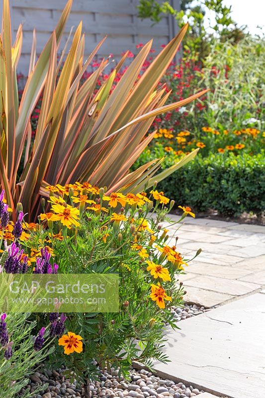 Tagetes patula 'Naughty Marietta' -  French Marigold - in flowerbed with Phormium and Lavandula stoechas - French Lavender.