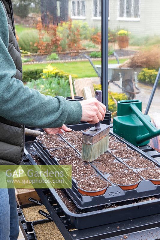Woman brushing seed compost off black tray and into pots with brush.