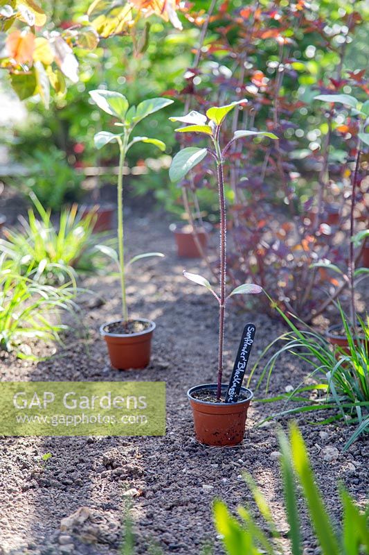View of young plants of Helianthus 'Black Magic' - Sunflower 'Black Magic' in planting position.