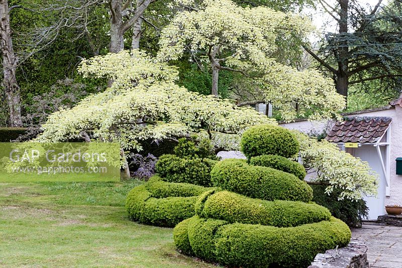 Spiral Buxus topiary hedging in Italianate garden, Watcombe, Somerset. 