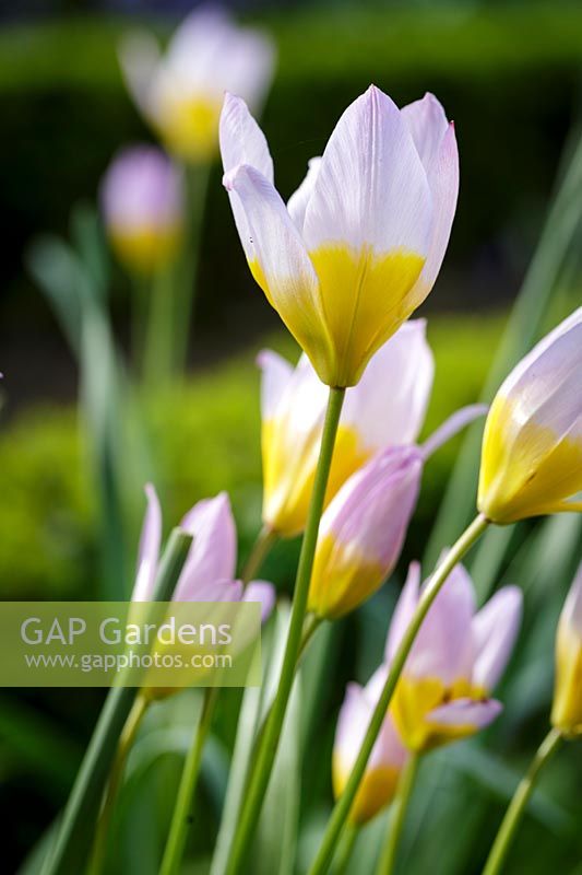 Tulipa saxatilis 'Bakeri Group Lilac Wonder' 
