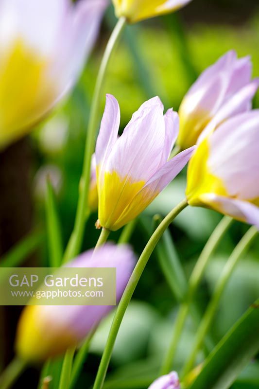  Tulipa saxatilis 'Bakeri Group Lilac Wonder' 