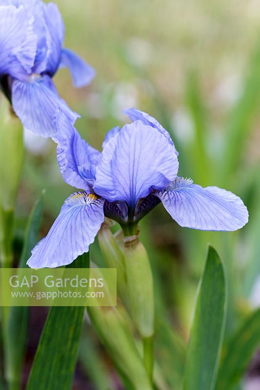 Iris 'Sapphire Gem'