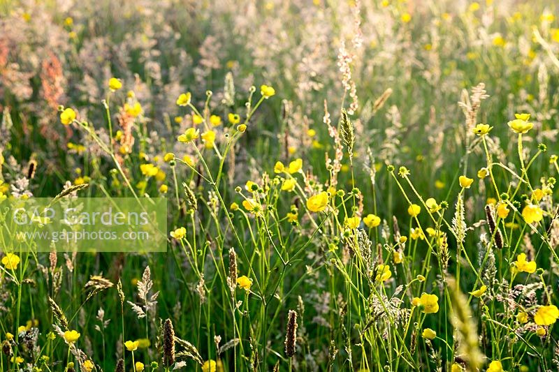 Wildflower meadow at Andrew's Wood, South Devon, UK