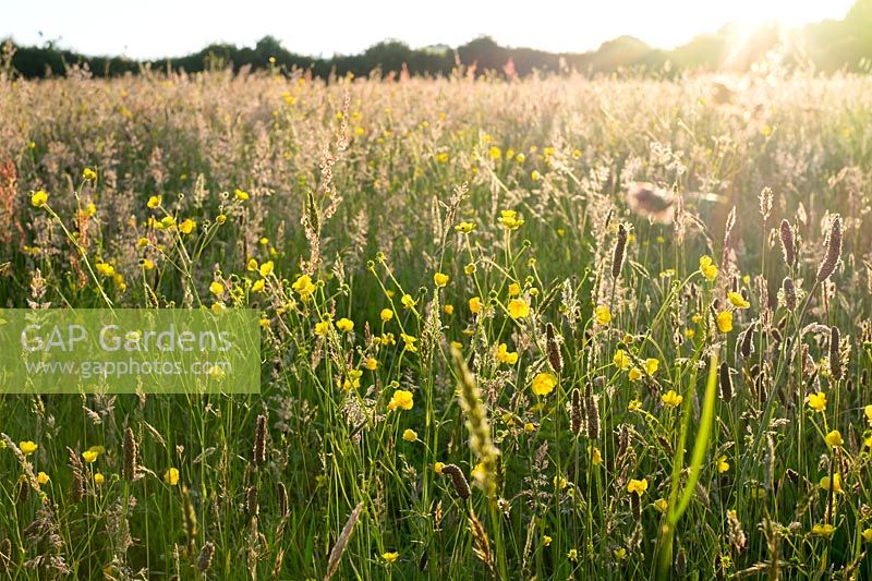 Wildflower meadow at Andrew's Wood, South Devon, UK