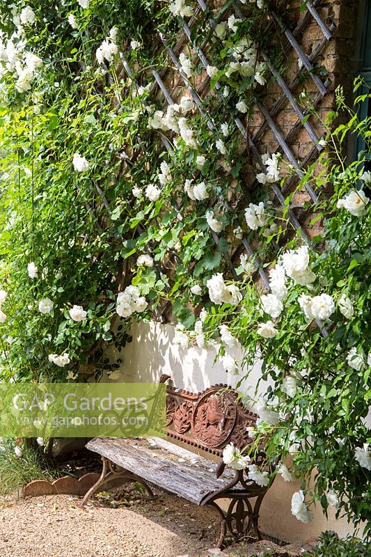 Vintage bench shaded by the climbing flowering rose 