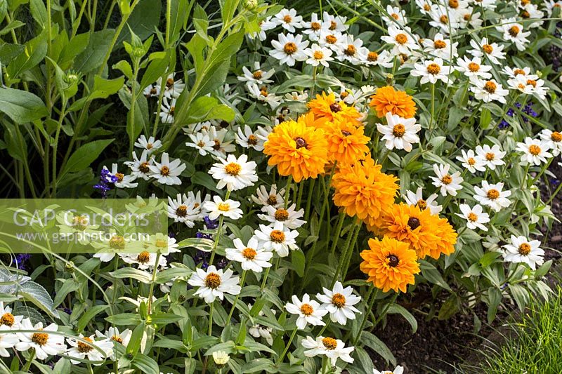 Mixed spring border featuring:  Rudbeckia hirta 'Goldilocks',  Zinnia elegans Zahara 'White'